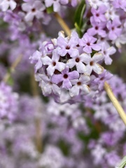 Buddleja alternifolia