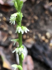 Platanthera ephemerantha