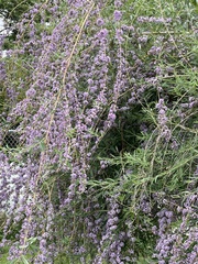 Buddleja alternifolia