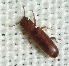 Trogoxylon impressum