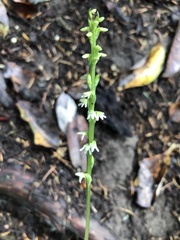 Platanthera ephemerantha