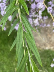 Buddleja alternifolia