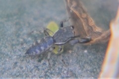 Cheliferoides segmentatus