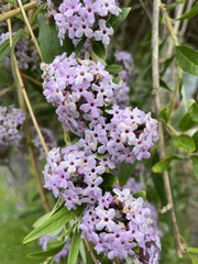 Buddleja alternifolia