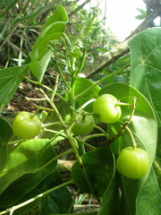Hernandia nymphaeifolia