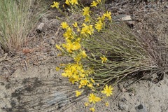 Crepis atribarba