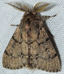 Ocneria atlantica