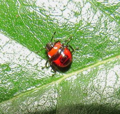 Supputius cincticeps