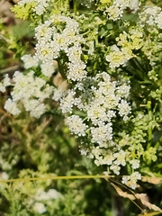 Lepidium