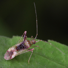 Phytocoris tibialis