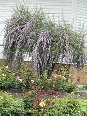 Buddleja alternifolia