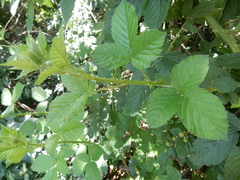 Rubus pascuus