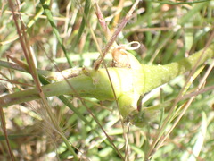 Neolasioptera lupini