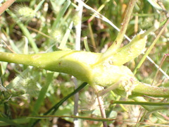 Neolasioptera lupini
