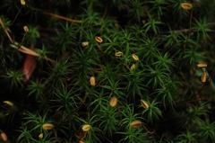 Polytrichum perigoniale