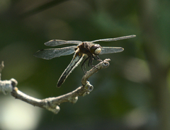 Leucorrhinia intacta