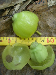 Hernandia nymphaeifolia