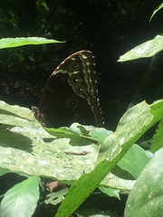 Morpho helenor insularis