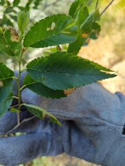 Ulmus pumila