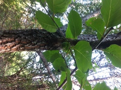 Diospyros virginiana
