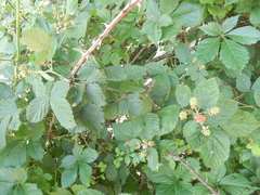 Rubus pascuus