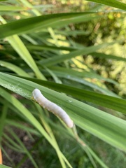 Macremphytus tarsatus