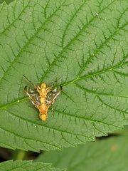 Strauzia longipennis