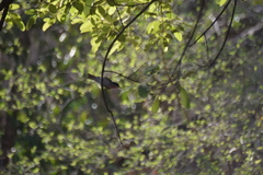 Pachyramphus aglaiae