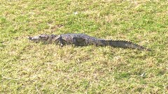 Crocodylus moreletii