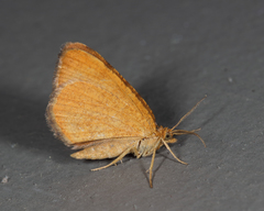 Macaria brunneata