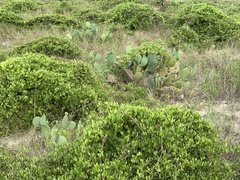 Opuntia tunoidea