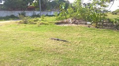 Crocodylus moreletii