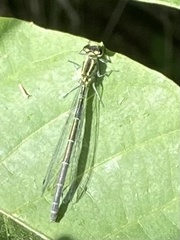 Coenagrion puella