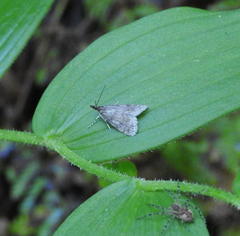 Scoparia penumbralis