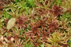 Sphagnum magellanicum