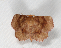 Metarranthis hypochraria