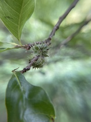 Dryocosmus floridensis