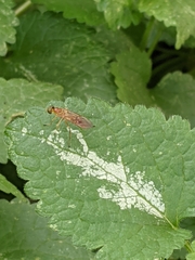 Ptecticus trivittatus