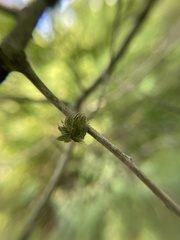 Dryocosmus floridensis