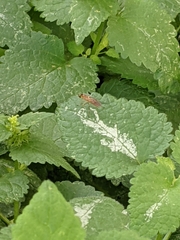 Ptecticus trivittatus