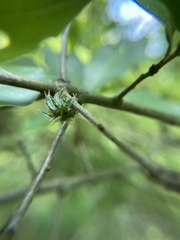 Dryocosmus floridensis