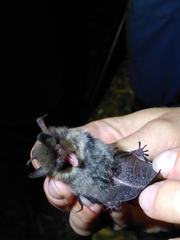 Myotis mystacinus
