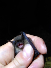 Myotis mystacinus