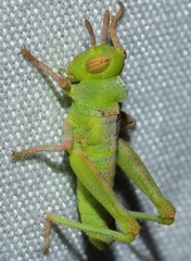 Dericorys carthagonovae