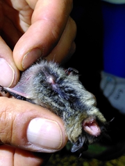 Myotis mystacinus