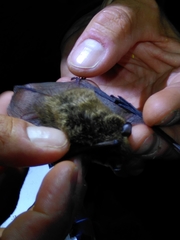 Myotis mystacinus