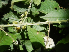 Rubus pascuus