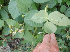 Rubus pascuus