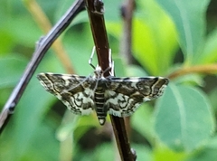 Anageshna