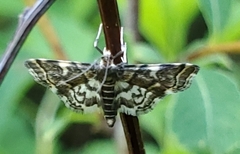 Anageshna